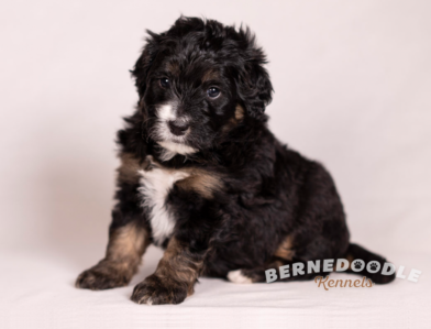 Bernedoodle Kennels