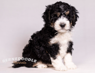 Bernedoodle Kennels