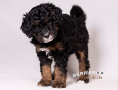 Bernedoodle Kennels