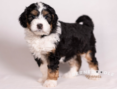 Bernedoodle Kennels