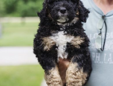 Bernedoodle