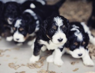 Bernedoodle