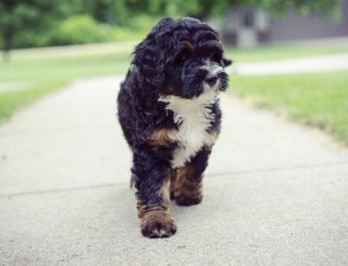 Bernedoodle