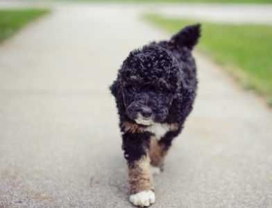 Bernedoodle