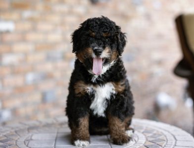 Bernedoodle