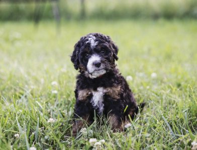 Bernedoodle