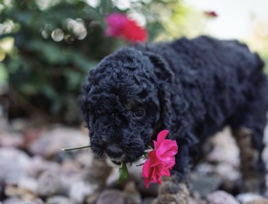 Bernedoodle