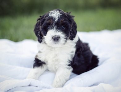 Bernedoodle