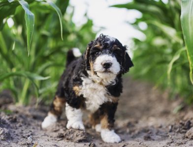 Bernedoodle