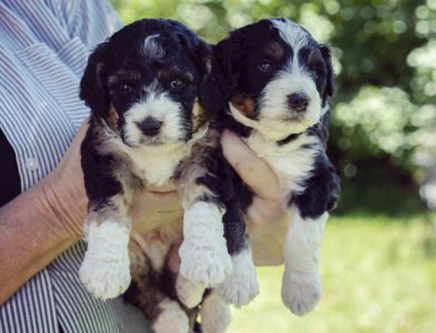 Bernedoodle