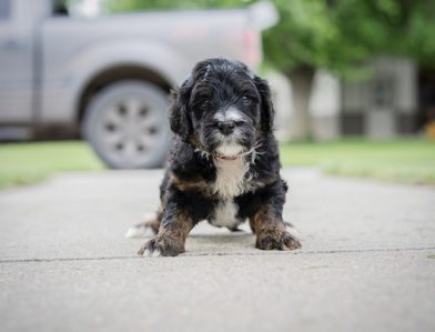 Bernedoodle