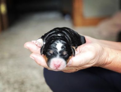 Bernedoodle