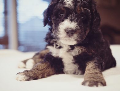 Bernedoodle