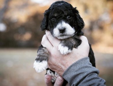 Bernedoodle