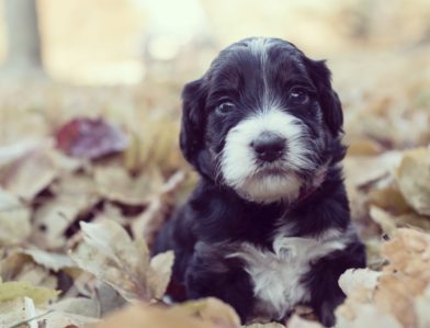 Bernedoodle