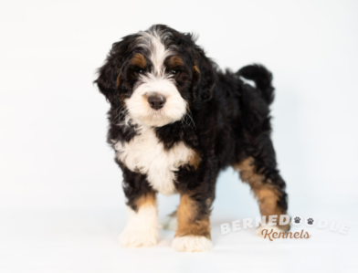 Bernedoodle Puppies for sale