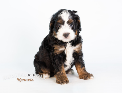 Bernedoodle Puppy