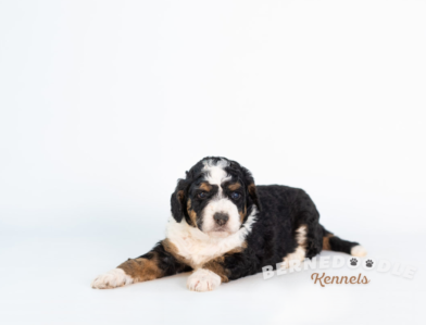 Bernedoodle Puppy