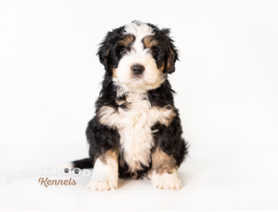 Bernedoodle Puppy