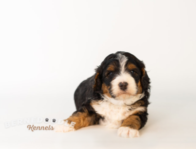 Bernedoodle Puppy