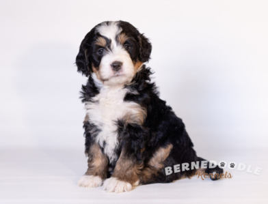 Bernedoodle Puppy