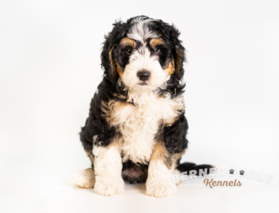 Bernedoodle Puppy