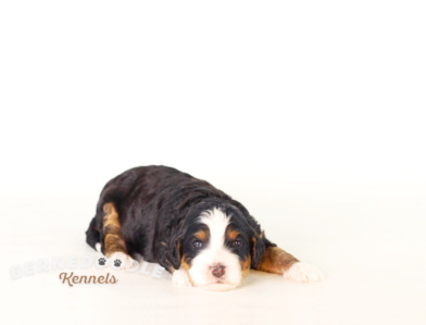 Bernedoodle Puppy