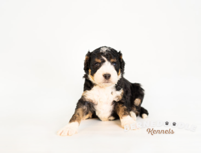 Bernedoodle Puppy