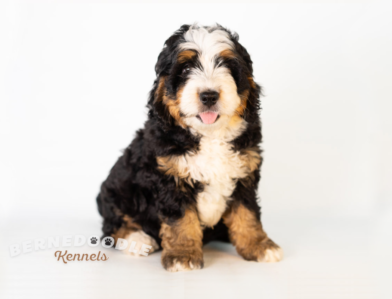 Bernedoodle Puppy