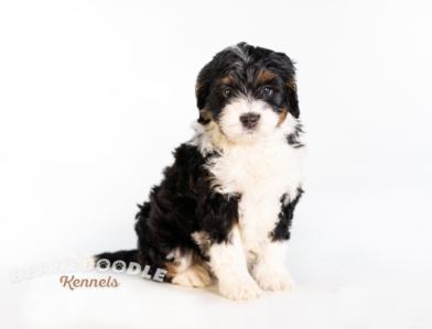 Bernedoodle Puppy