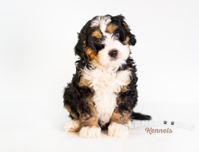 Bernedoodle Puppy