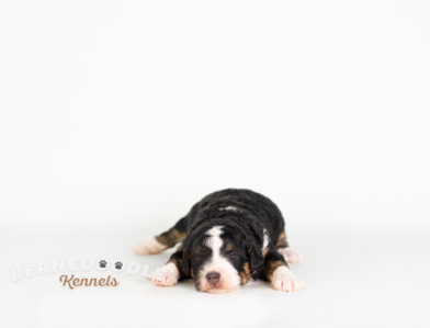 Bernedoodle Puppy