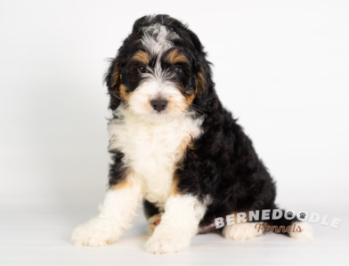 Bernedoodle Puppy