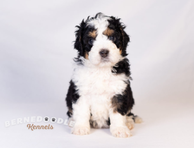 Bernedoodle Puppy