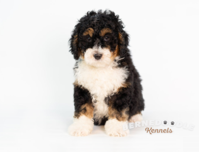 Bernedoodle Puppy