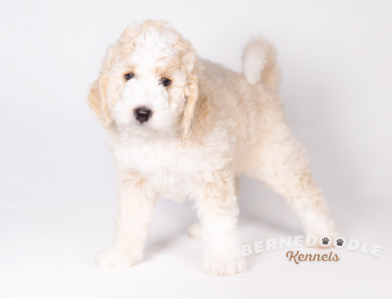 Blonde Bernedoodle Puppy