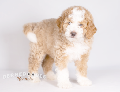 Blonde Bernedoodle for Sale