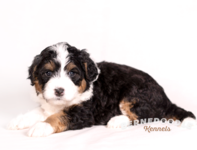 Bernedoodle Puppy