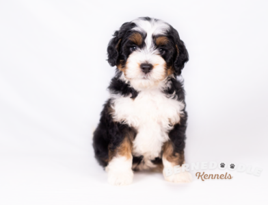 Bernedoodle Puppies for sale