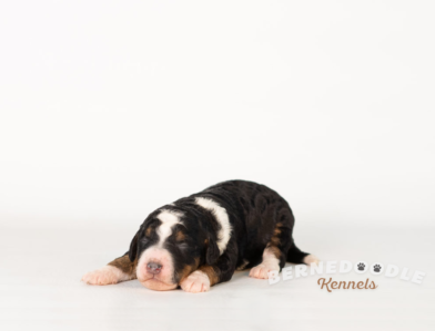 Bernedoodle Puppy