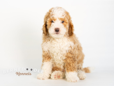 Sable Bernedoodle Puppy