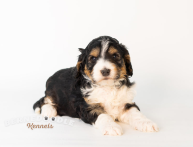 Bernedoodle Puppy