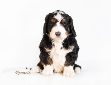 Bernedoodle Puppy