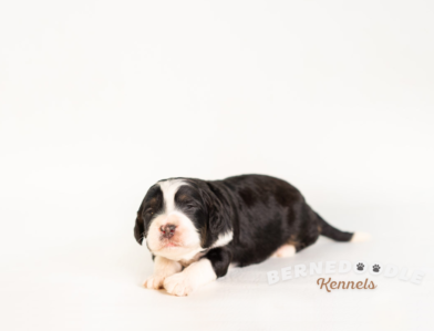 Bernedoodle Puppy