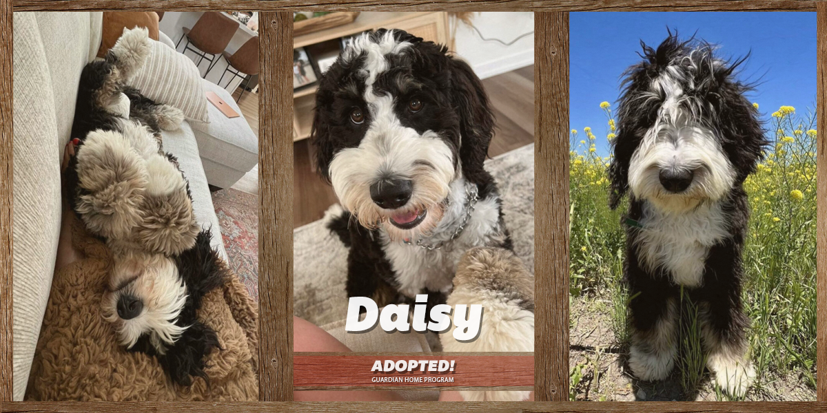 Daisy (Female)