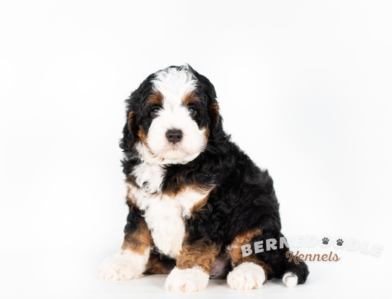 Bernedoodle Kennels