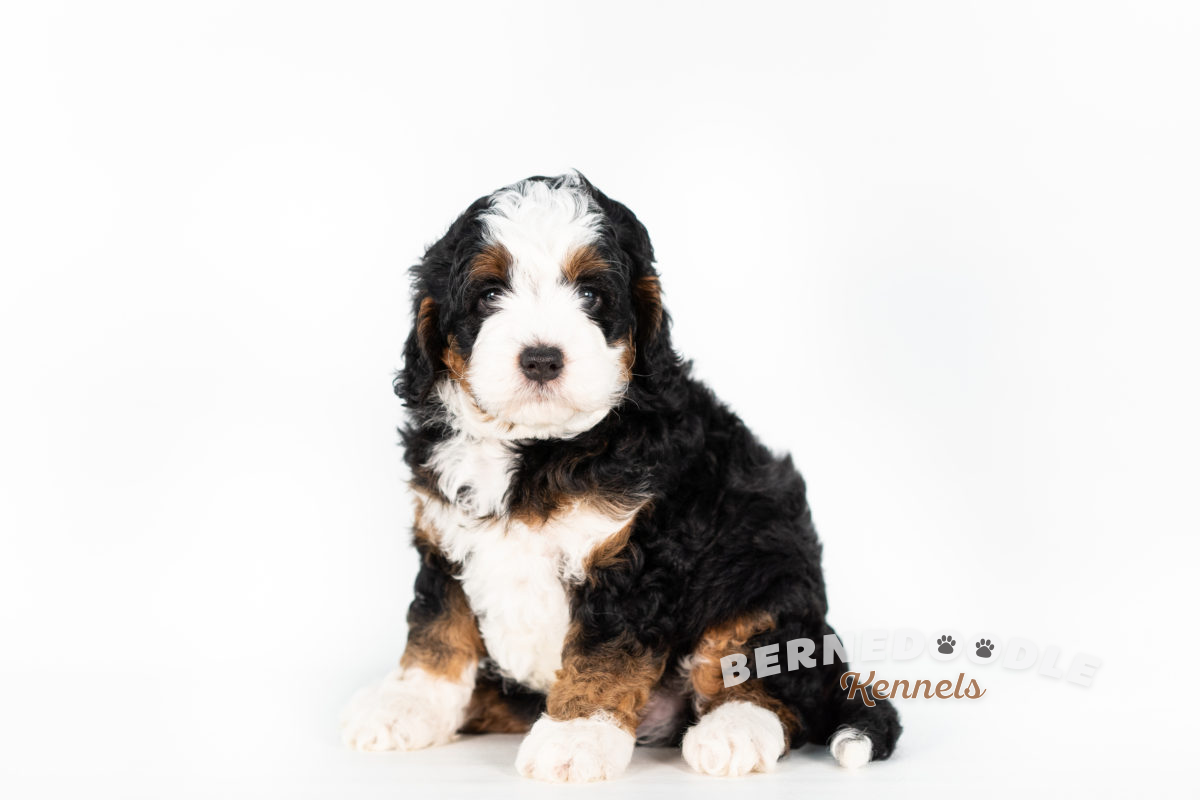 Bernedoodle Kennels