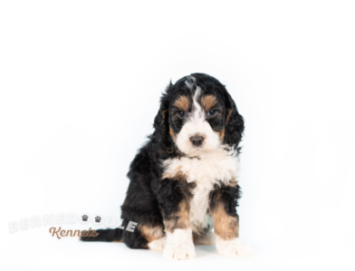 Bernedoodle