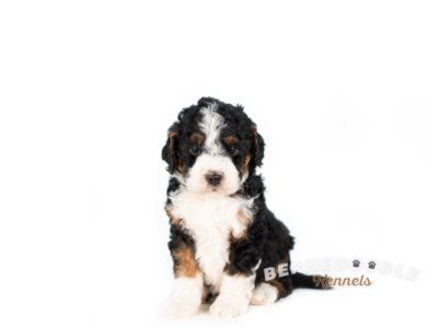 Bernedoodle