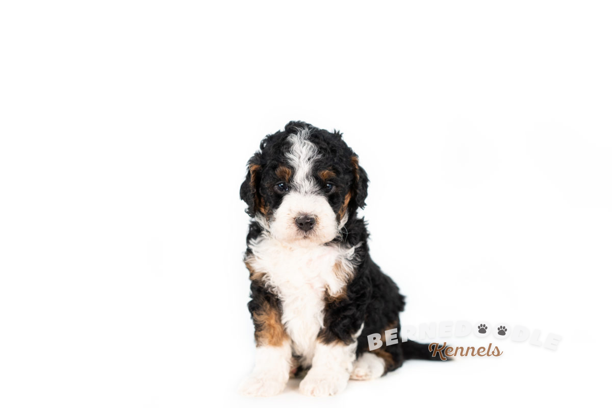 Bernedoodle